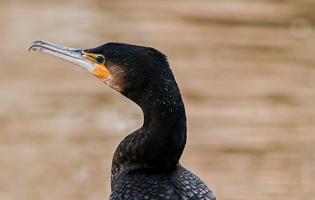 BeaMidik's tweet photo. Kormoran an der Nahe heute Nachmittag #EOSRP #Kormoran #VogeldesJahres2010 #schwarz #Fluss #EF200mm2.8L #Canon #Wildvogel #Kormorane #Vogel #River https://t.co/GfEGDLUipX https://t.co/dkMAG2sWTY