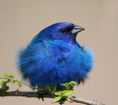 ANeddersen's tweet photo. You can live out your whole life with a puffed up chest - proud and contending for your truth. In the mean time damaging your current relationships, missing out on new connections and opportunities, and letting your wildest dreams pass you by. #connection #compassion #lettinggo https://t.co/jeziorkmAs