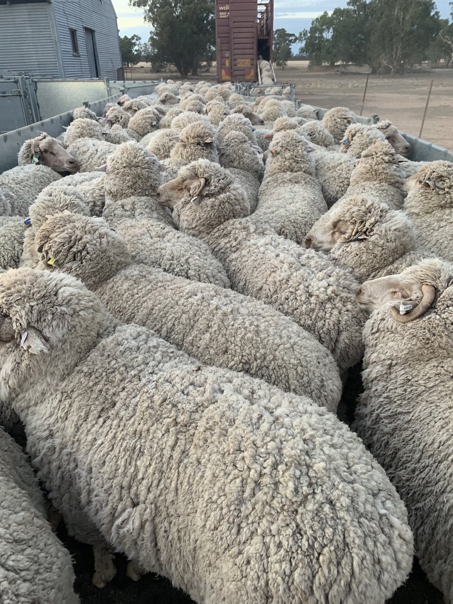 Trucking PWMMC wethers back to be shorn on Thursday and Friday at Glenmoira Harefield Rd Wagga Wagga. 11 months wool 83 kg av 18.9 micron av. Full fleece value calculated. All welcome to attend and view some great merino genetics, benchmarked in Australia’s largest trial.