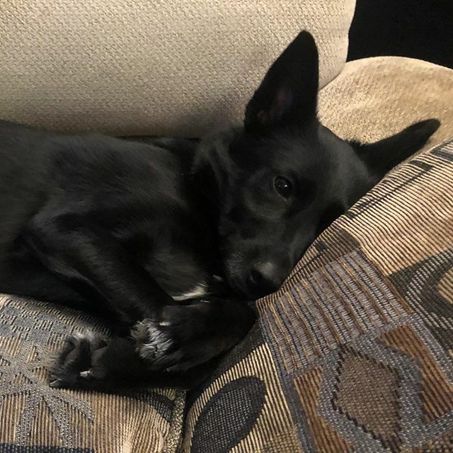 thestormsilva's tweet photo. I like to lay down on the couch on any day that ends in “y”. 🐾❤️🐾 #BorderCollie #rescue #dog #dogsofinstagram #dogsofig #rescuedog #StormLiveBig https://t.co/ZVG43oFiUa https://t.co/ccBPFPmTIj