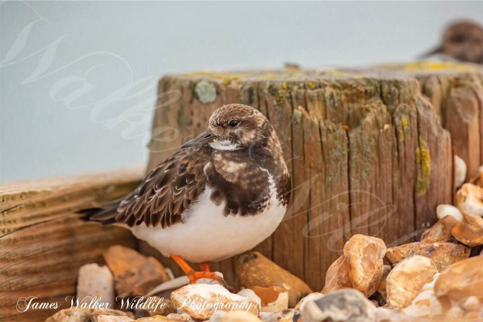 Turnstone ##animalphotos
#animalphotography
#animalsofinstagram
#animalsultans
#birdsofinstagram
#birdphotography
#discovertheworld
#exclusive_animals
#explore_wildlife
#featured_wildlife
#ignature
#igscwildlife
#live_love_wildlife
#marvelshots
#marvelouz_animals