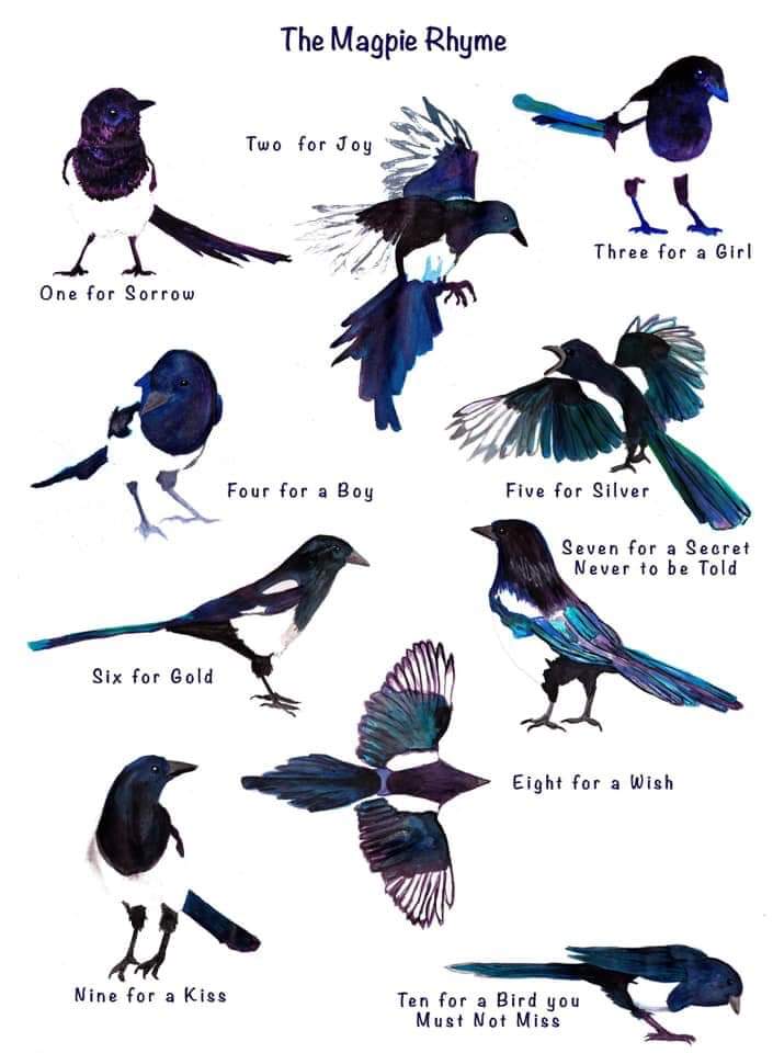 nibbles_the's tweet photo. Who else still salutes when they see a magpie to stop bad luck happening? https://t.co/oHTf2McgPr