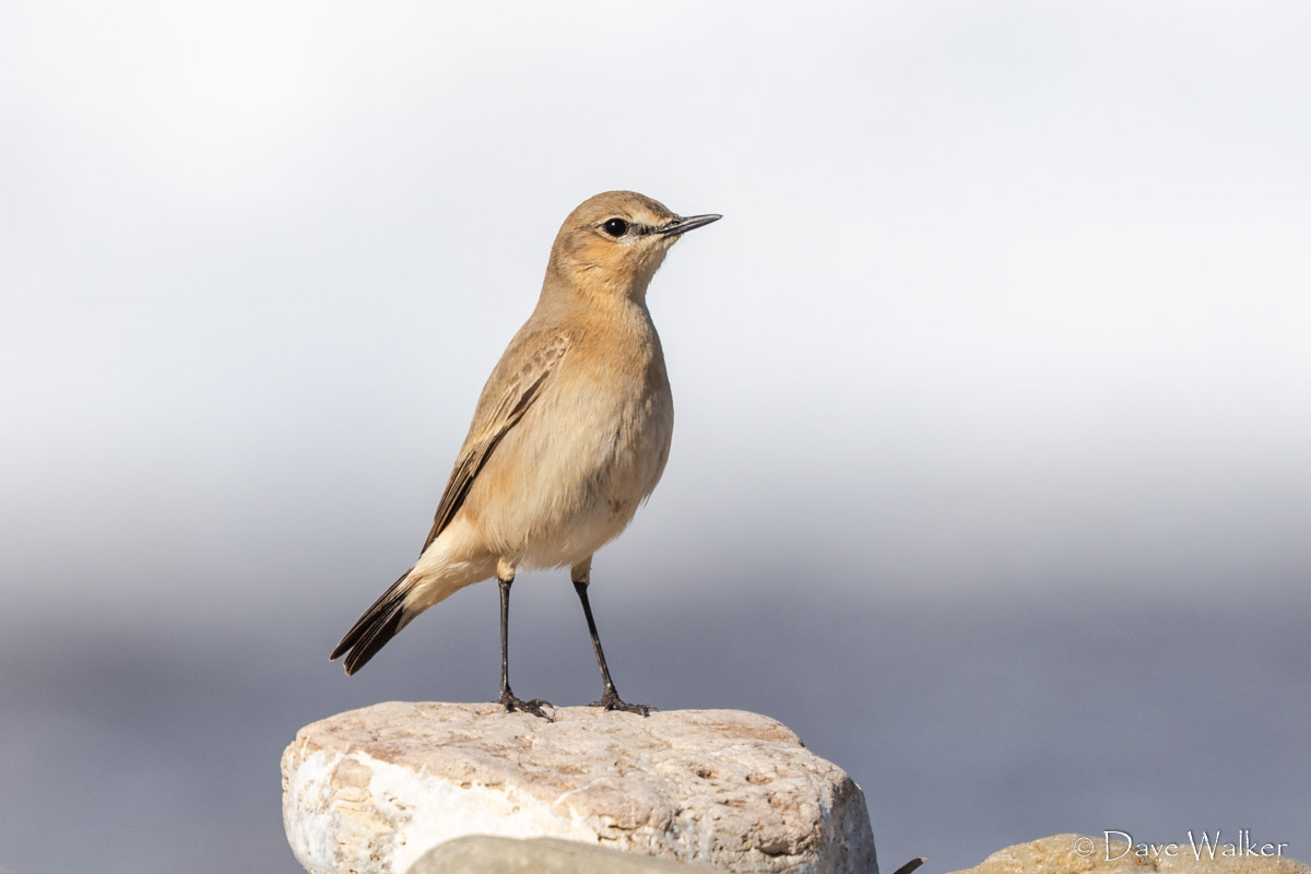 CyprusBirdsandNature tweet media