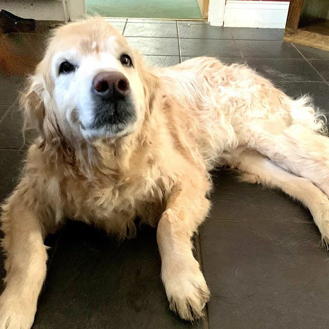 EdwardtheSetter's tweet image. When Sam and Edward went to kennels this weekend, we had the chance to get them give Sam a bath and bit of a tidy up (he can’t do stairs anymore so we can’t put him in the shower like we used to). He’s pretty pleased with his new look as you can see #Edward the setter #golde…
