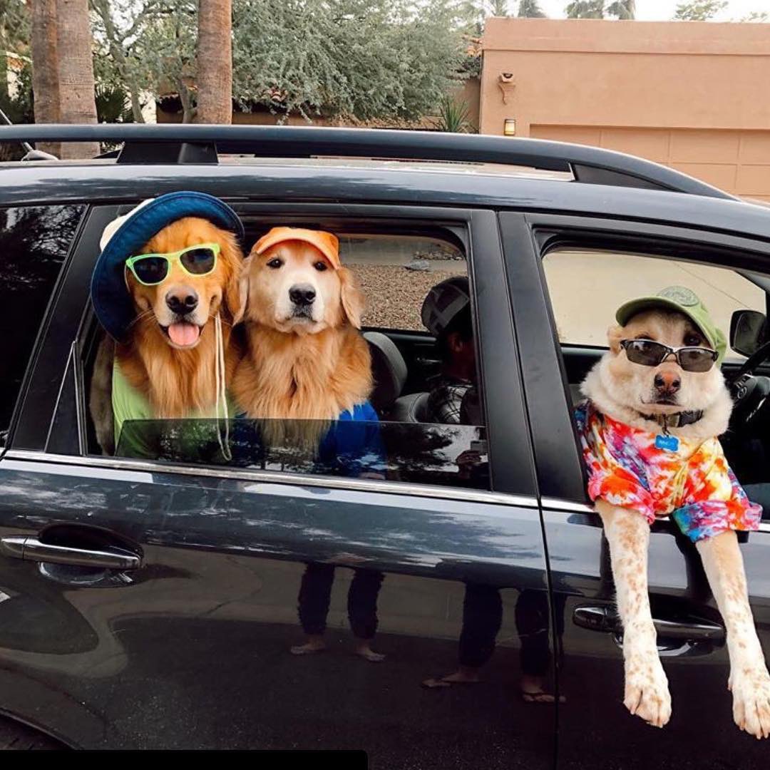 The struggle is real y’all #thestruggleisreal #30awoofwoofpack #jointhepack #woof #dogslife #beachlife #DogsofTwittter #Dogsof30a #30agetaway #30atribe #SpringBreak #springbreak2020 #our30atribe #30ahomeaway #vacay #vacationmode #florida