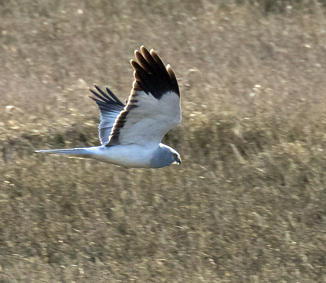 Frank G Burns tweet media