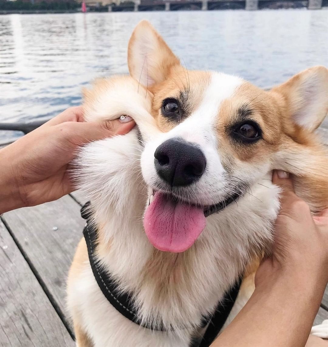 corgilovers3's tweet photo. This corgi is a very good boy
#corgisupply #corgitherapy #dog #corgis #corgisofinstagram #corginatio #cogicommunity #corgistagram #corgilove #corgipuppy #welshcorgi #instacorgi #corgiaddict #corgipl #ElClasico #7BillboardNo1Album Shake Milton Marcelo Griezmann https://t.co/0llcNrY0o9