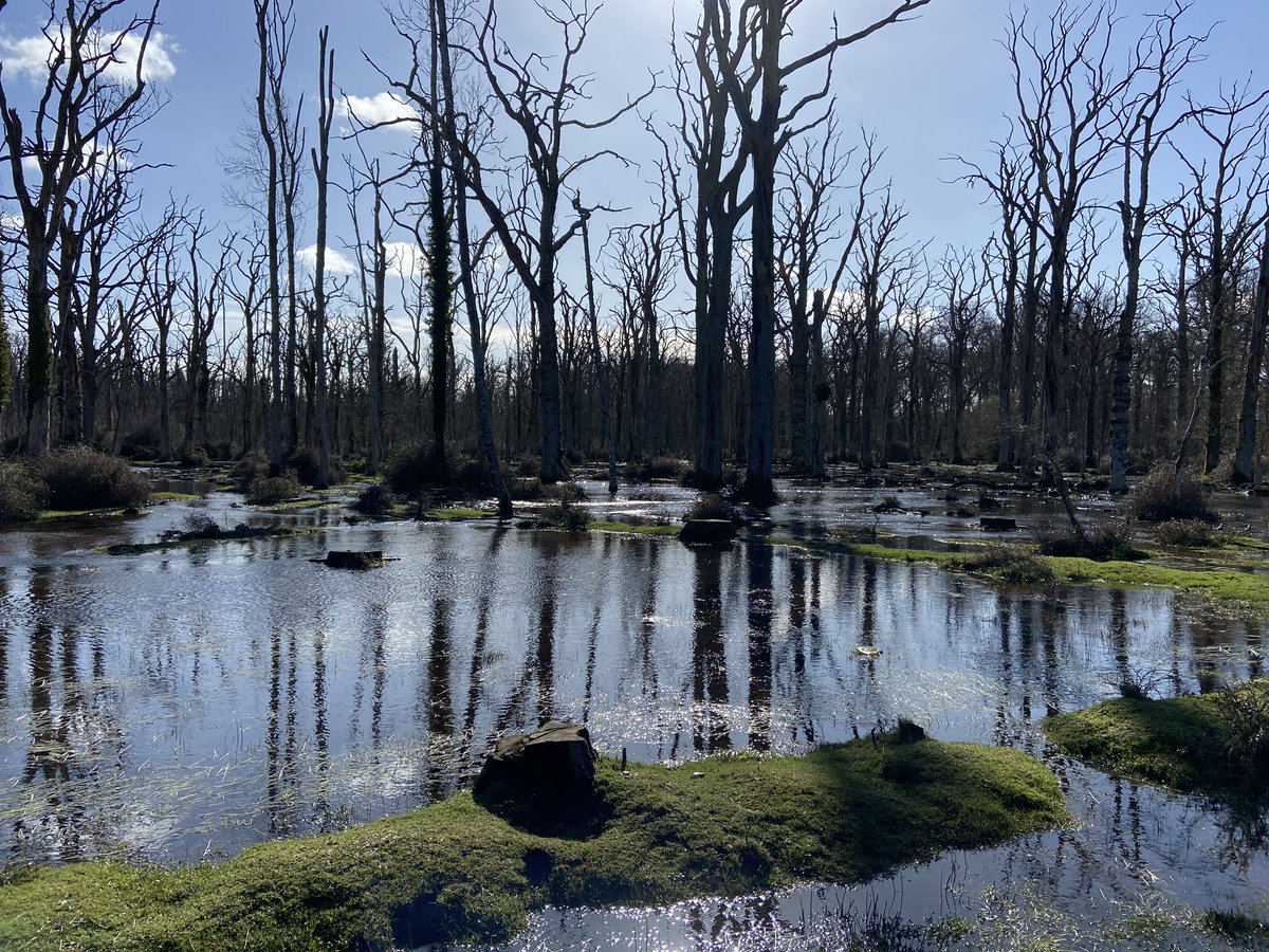 Looks unreal. #newforest