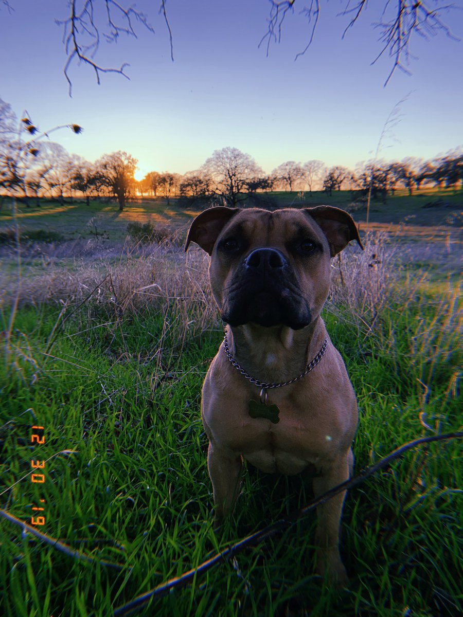 🐾 (@pitbulipics) on Twitter photo 