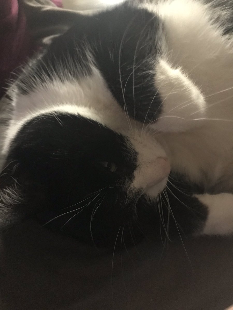 henrybobfrost's tweet photo. It’s Sunday night, it’s cold 🥶 and I have had a little huuuman to deal with due to the bad weather. Leave me alone, I’m tired 💤, cold and emotional 😿#catboxsunday #CatsOfTwitter #catsofinstagram #catslife #catsrule https://t.co/TdIhCLrMbd