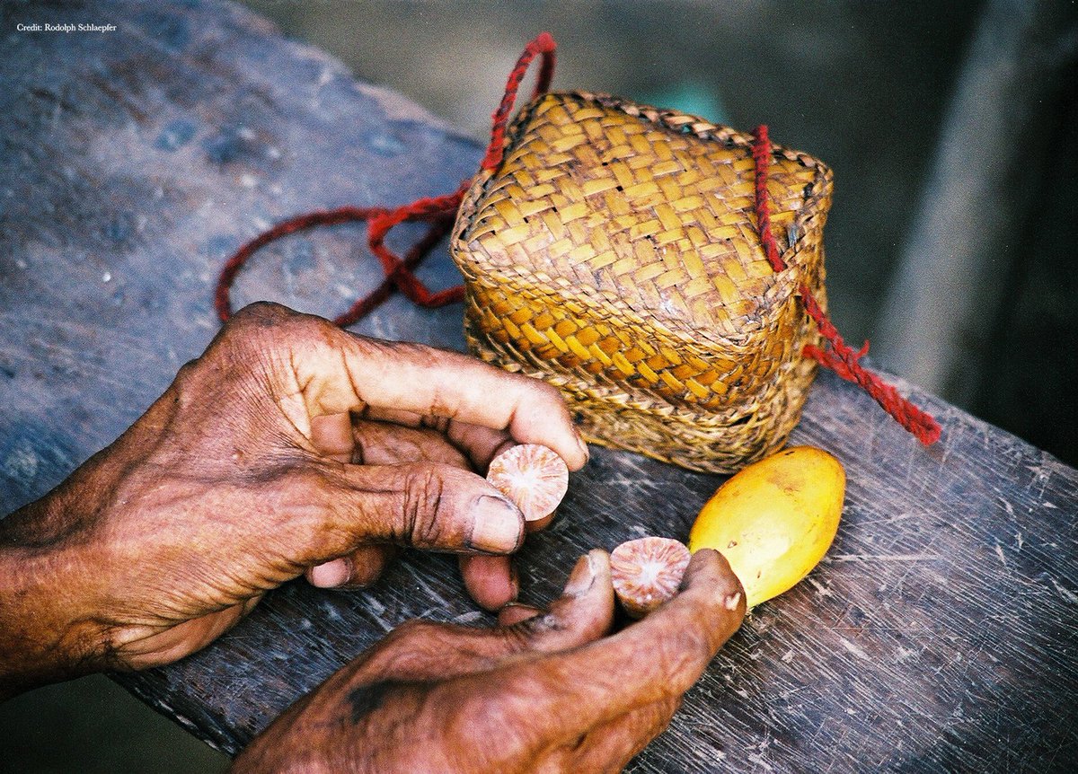 ScienceMagazine's tweet photo. The social structure of hunter-gatherer societies may have accelerated the evolution of cultural knowledge, according to a new @ScienceAdvances study. Learn more: https://t.co/KYSie0rz7H https://t.co/v3i6nOylHs