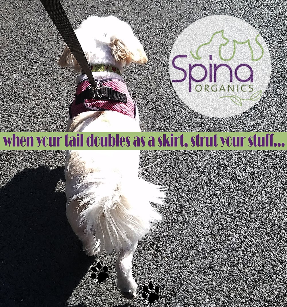 SpinaOrganics's tweet photo. #spinaorganics #spatreatment #dogbodywash  #leaveinconditioner
#strutyourstuff #alwaysorganic #spinastat #spoileddog #familydog
#ilovemydog #doggroomers  #botanicals #vegan #pabafree https://t.co/H1eudItb6o