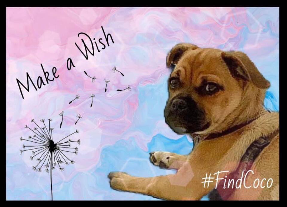 Freetodream80's tweet photo. Hello I’m Coco, I was stolen from my loving home in London NW2.

Can you help me get home as I miss my family!... Please contact “Help to reunite lost and stolen dogs in uk” in confidence @facebook 
https://t.co/qYmJthZvWh

#findcoco #sundayvibes @simonday24 @rickygervais https://t.co/4xeD9HcsOd