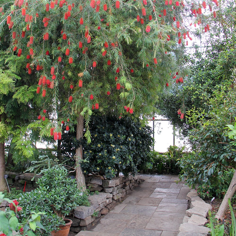 RBGCanada's tweet photo. The Weeping Bottlebrush (Callistemon viminalis) is looking absolutely STUNNING in the Mediterranea Garden! This Australia native gets its name from the shape of its vibrant red blooms, and is a must-see on your next visit. https://t.co/8Vw4CZRRlA