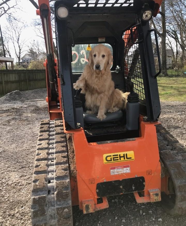 Hank the Golden Therapy Dog tweet media