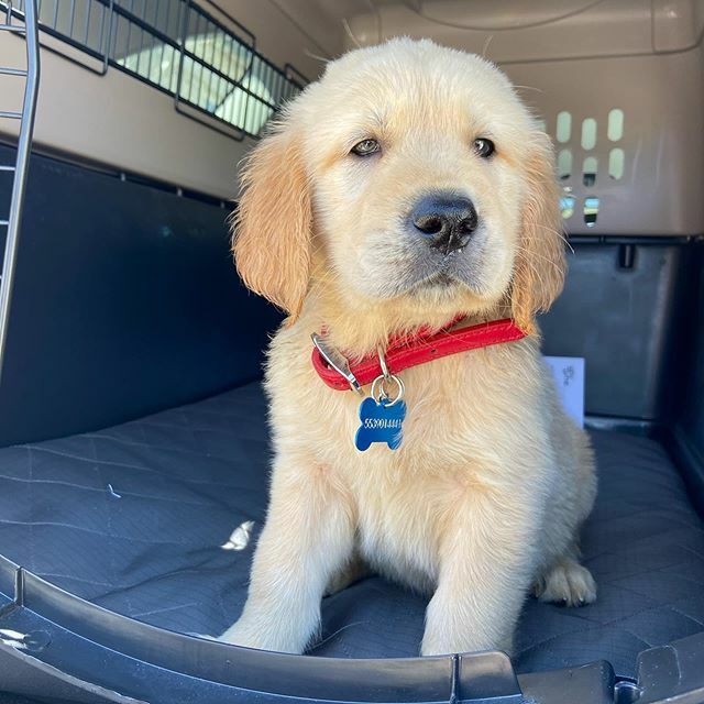 juancelias2's tweet photo. Luke | Merida .
.
.
#luke #dog #dogsofinstagram #doglovers #dogoftheday #doginsta #perrito #perro #can #dogstagram #perrosdeinstagram #golden #goldenretriever https://t.co/oAmYPvTvLU https://t.co/077KdhU1Xn