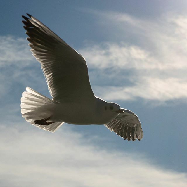 *** Flying Destille *** #lacleman #lacléman #birdsofinstagram #seagullsofinstagram #genfersee #inlovewithswitzerland #visitswitzerland #letsgosomewhere #discoverearth #natureaddict #naturelovers #thewanderco #blickheimat #ourplanetdaily #landscapephotogr… ift.tt/2PT4A47