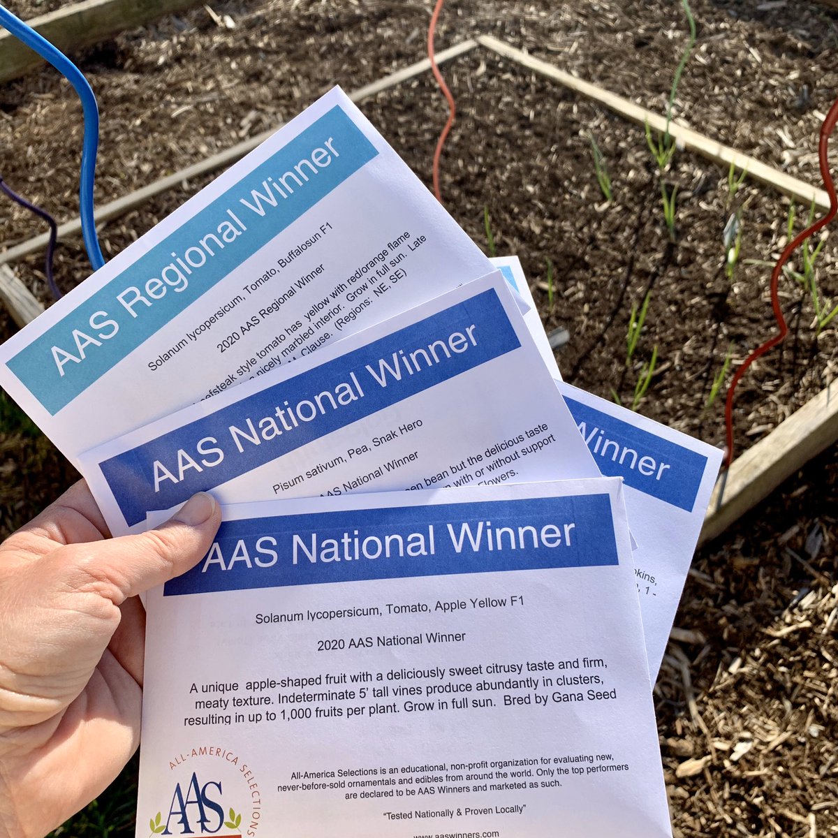 tracy_woods_'s tweet photo. Something fun arrived - can’t wait to try these new 2020 #AASWinners 😋 time to start planning the #veggie #garden https://t.co/q0DX4oWILg @AASGardenWinner @plantsmap https://t.co/aRIX3NQWPW