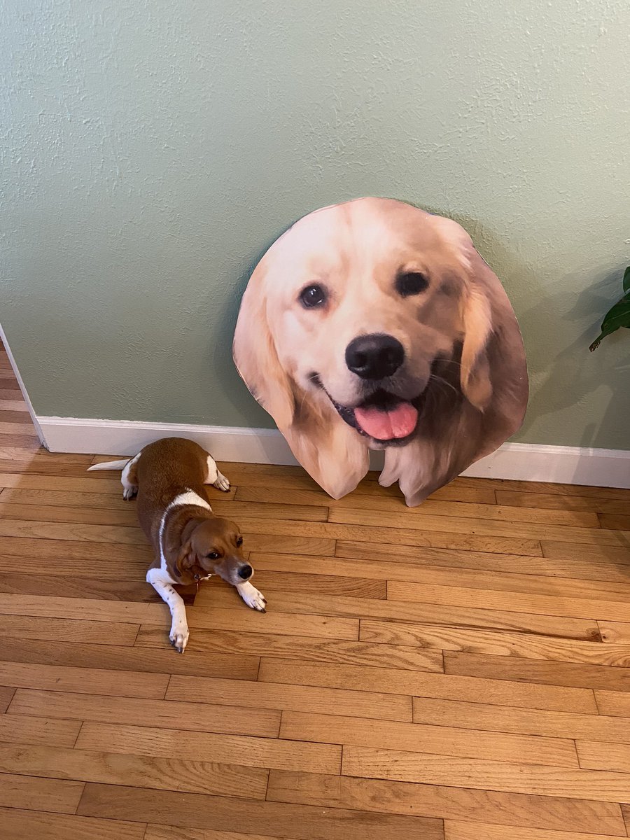 queersaminarian's tweet photo. I’m so excited to announce that Otis Boatman has endorsed Bailey for First Dog because he’s fighting for every dog’s mama, papa, or parent to have a decent life. He knows that Bailey is a good boy. #Warren2020 #Persist #BaileyWarren #DreamBigFightHard #DogsForWarren https://t.co/Q6fbhpvejz