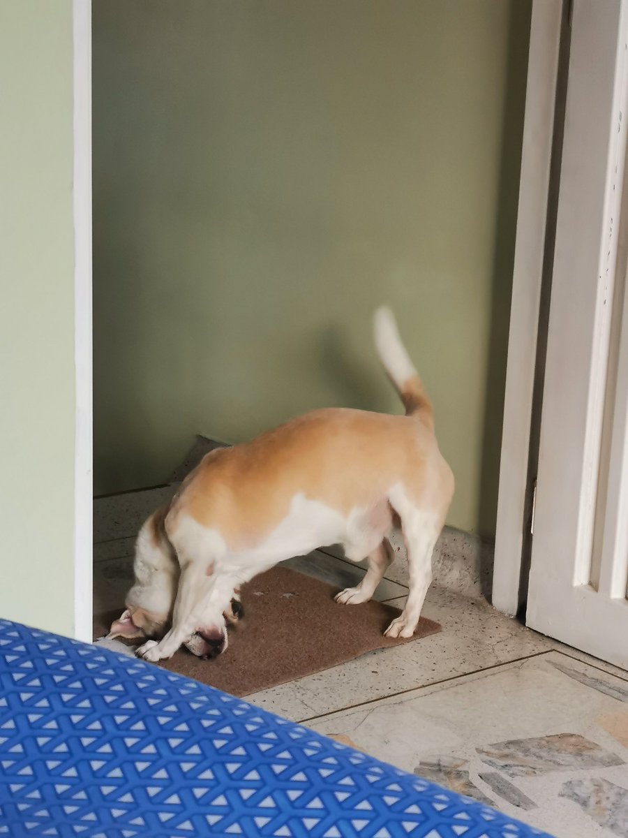 Briesminombre's tweet photo. Simón, el perro que lucha cada día por volver suave un tapete áspero 🐶
#perritu https://t.co/UBC1ICJmpN