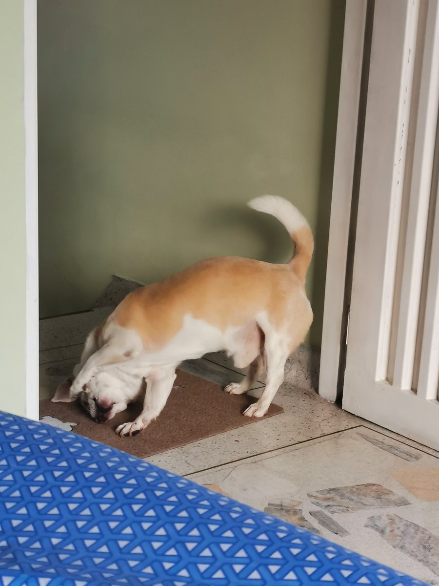 Briesminombre's tweet photo. Simón, el perro que lucha cada día por volver suave un tapete áspero 🐶
#perritu https://t.co/UBC1ICJmpN
