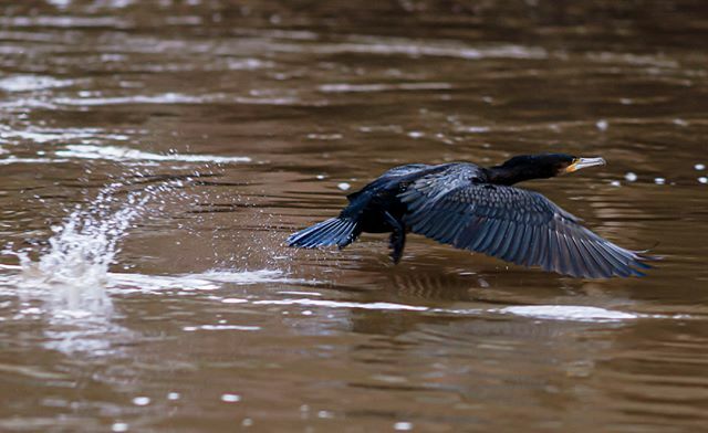 BeaMidik's tweet photo. Kormoran beim weg fliegen erwischt #EOSRP #Kormoran #VogeldesJahres2010 #schwarz #Fluss #EF200mm2.8L #Canon #Wildvogel #Kormorane #Vogel #River #EF200mm2.8L #fliegen #erwischt https://t.co/tPO0lSLtDV https://t.co/yfXScGXN82