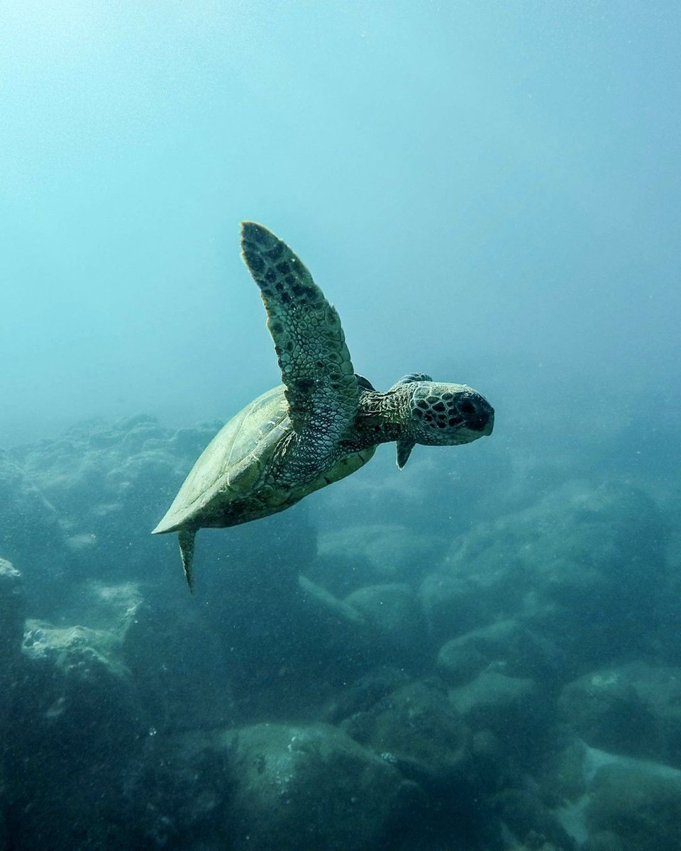 SkinByAmethyst's tweet photo. The ocean plays a critical role in regulating the climate and weather patterns. Every decision around consumption that we make has an impact on our ocean. https://t.co/37iT1iYImL