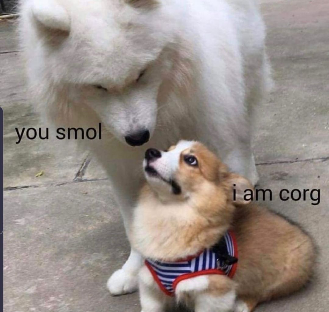 corgilovers3's tweet photo. For all the short but adorable people out there 💛 Tag a friend! 👫🏼
#corgilife #corgi
#corgisupply #corgitherapy #dog #corgis
#corgisofinstagram #corginatio #cogicommunity
#corgistagram #corgilove #corgipuppy Shake Milton Landry Jones Vinicius Ter Stegen https://t.co/N8SUgtj9wp