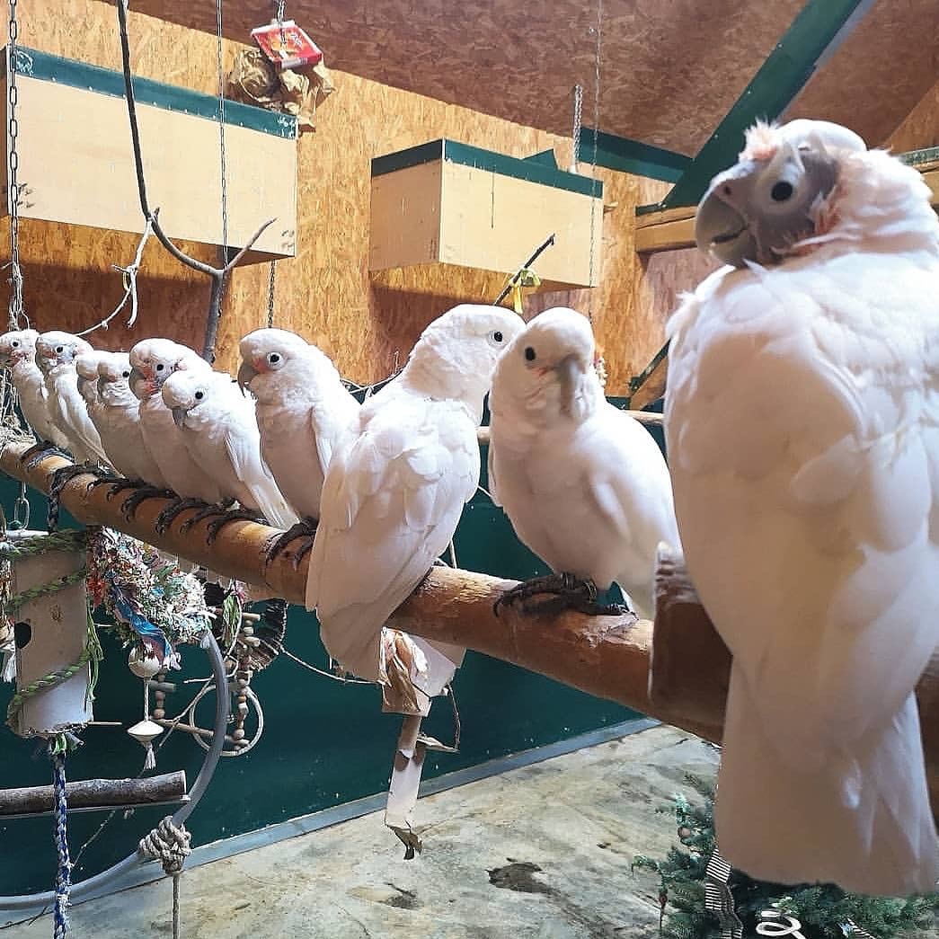 exotic birds with eggs for sale (@oliviah32162186) on Twitter photo 