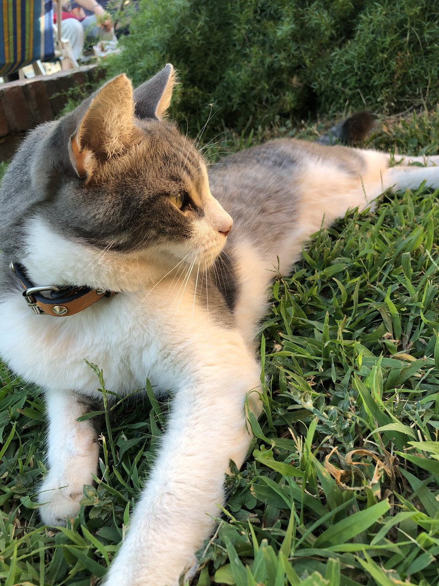 aleprucca's tweet photo. Amo 🧡 @gatitos_qctd https://t.co/IB6qc2e6Rn