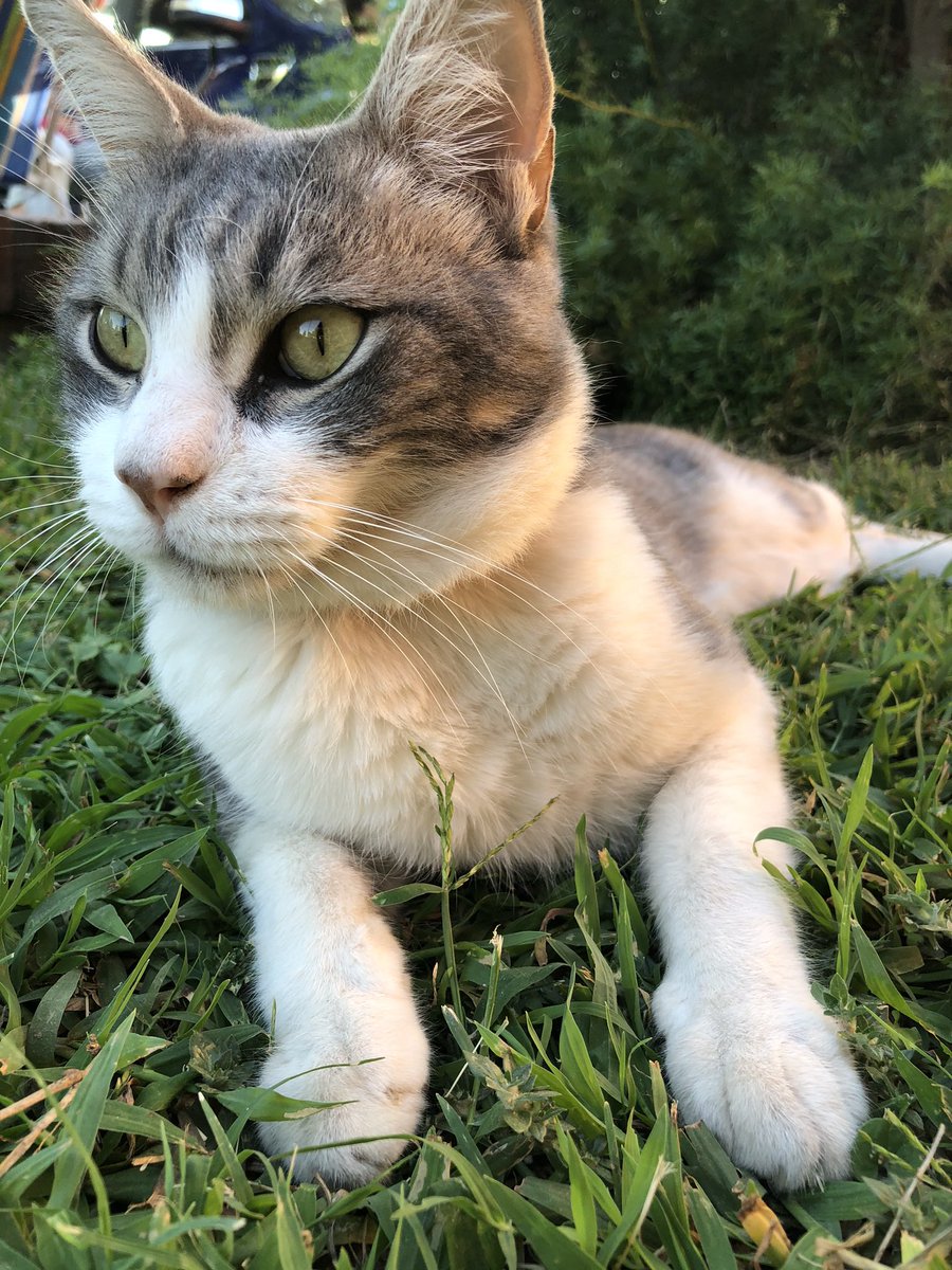 aleprucca's tweet photo. Amo 🧡 @gatitos_qctd https://t.co/IB6qc2e6Rn