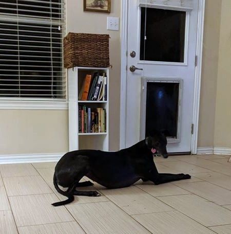 GaltxOrg's tweet photo. Sweet Pansy is a shy girl who needs special adopters to help her gain confidence.  She is adoptable! https://t.co/7t5lp6yke2 We have a wait list for hounds that can live with cats.  #Greyhounds #ShyDogs https://t.co/Ke77Xi31Ca