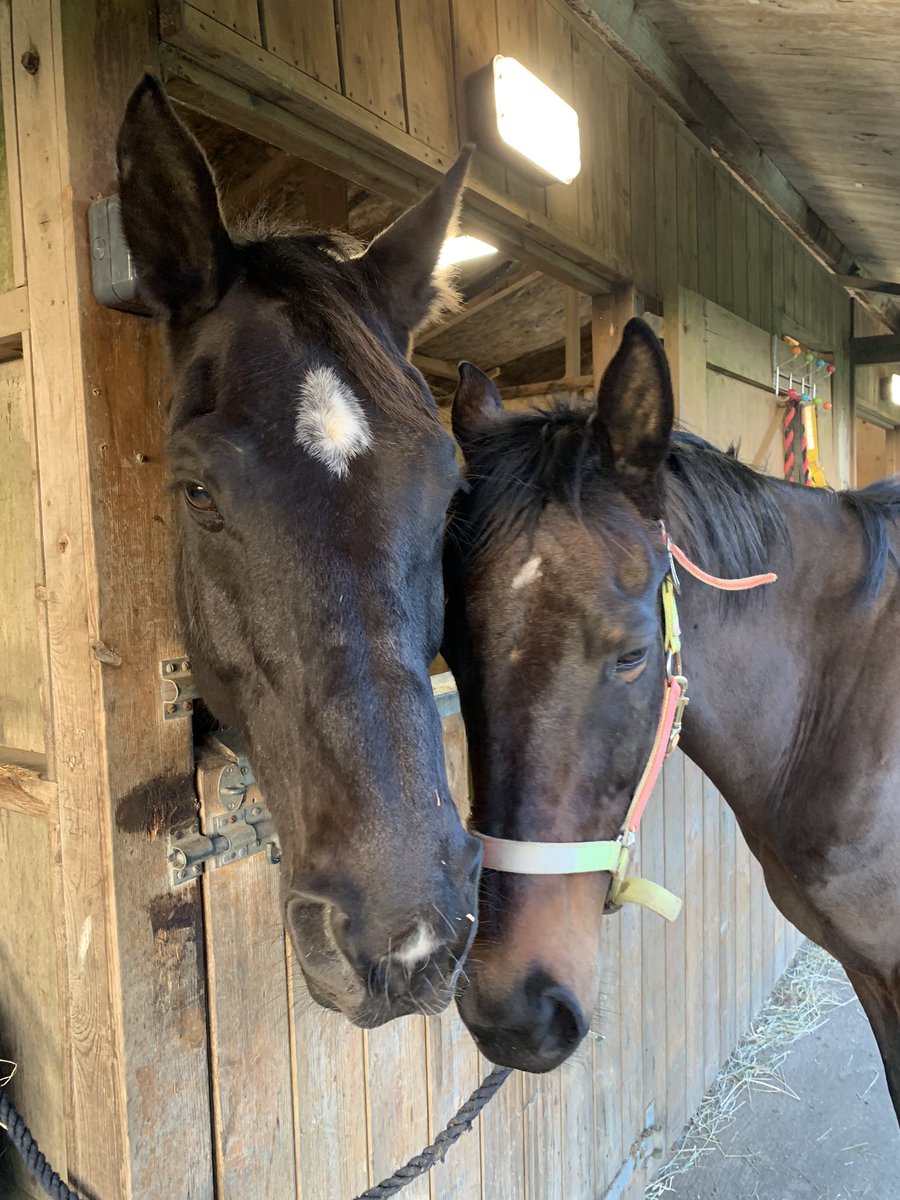Tweeklet's tweet photo. These two drive me mental and also make me fall in love with them over again daily ๐คฃ๐ฌ๐๐คฆ๐ฝโโ๏ธ #recycledracehorse #ror #easyontheeye #kissmetwice #thoroughbred #buddydontbully #equestriansrethink #truelove #separationissues https://t.co/SKKRwNqUtm
