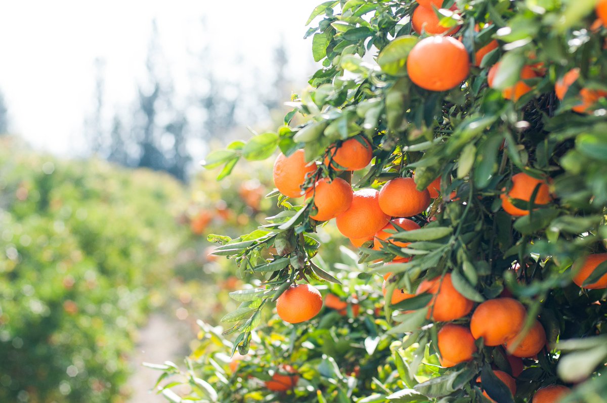 California accounted for 51 percent of total United States citrus production; Florida totaled 44 percent, and Texas and Arizona produced the remaining 5 percent.  #agriculture #agdaily #farming #farm #farmer #thankafarmer #aglife #farmlife #oranges # #citrusfarms#americanfarmers