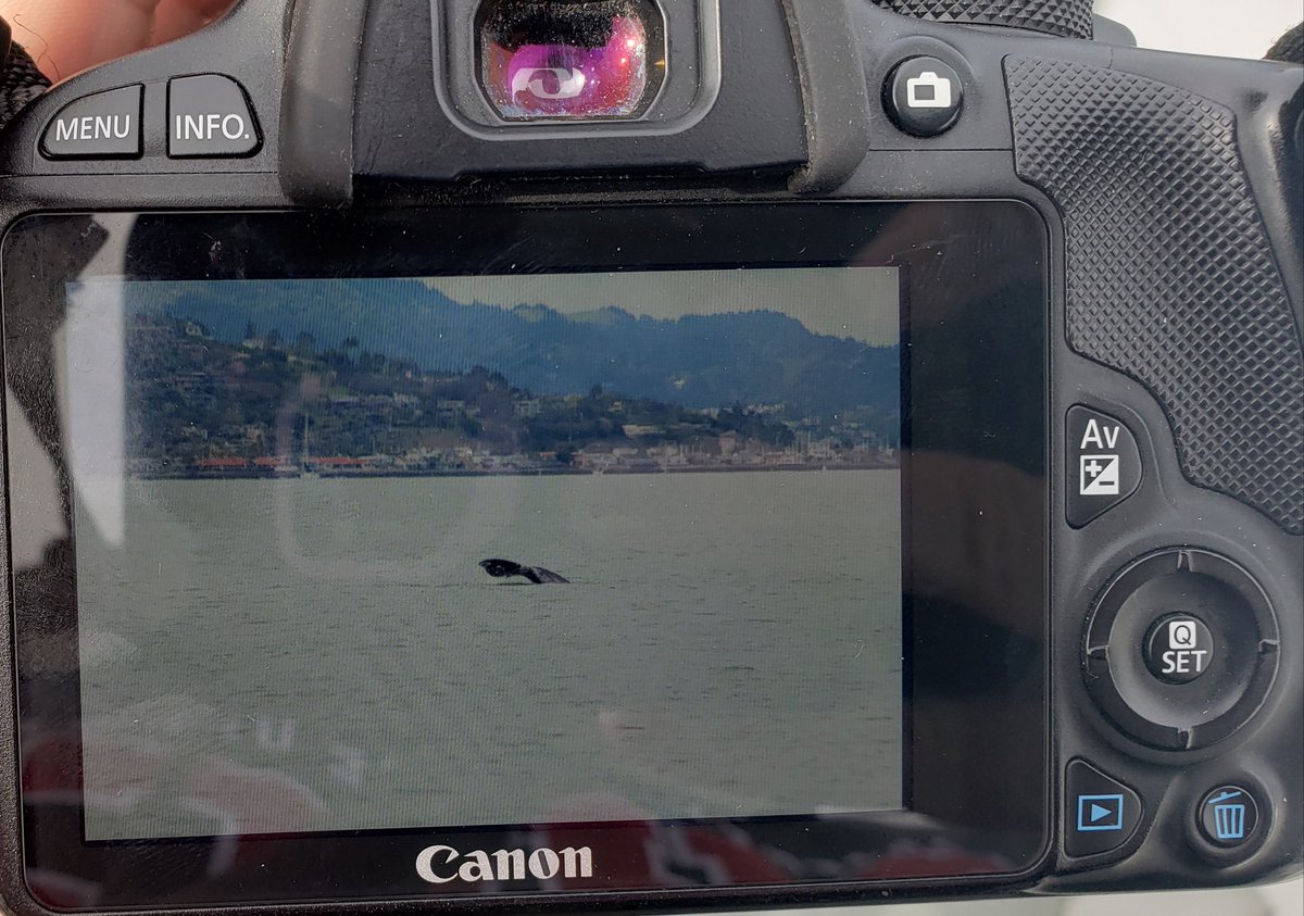 Absolute shoutout  @SFWhaleTours ! Y'all are so amazing and it was so wonderful to watch this Gray Whale (Eschritius robustus) through the eyes of enthralled guests   #mammalwatching  #wildlifephotography
