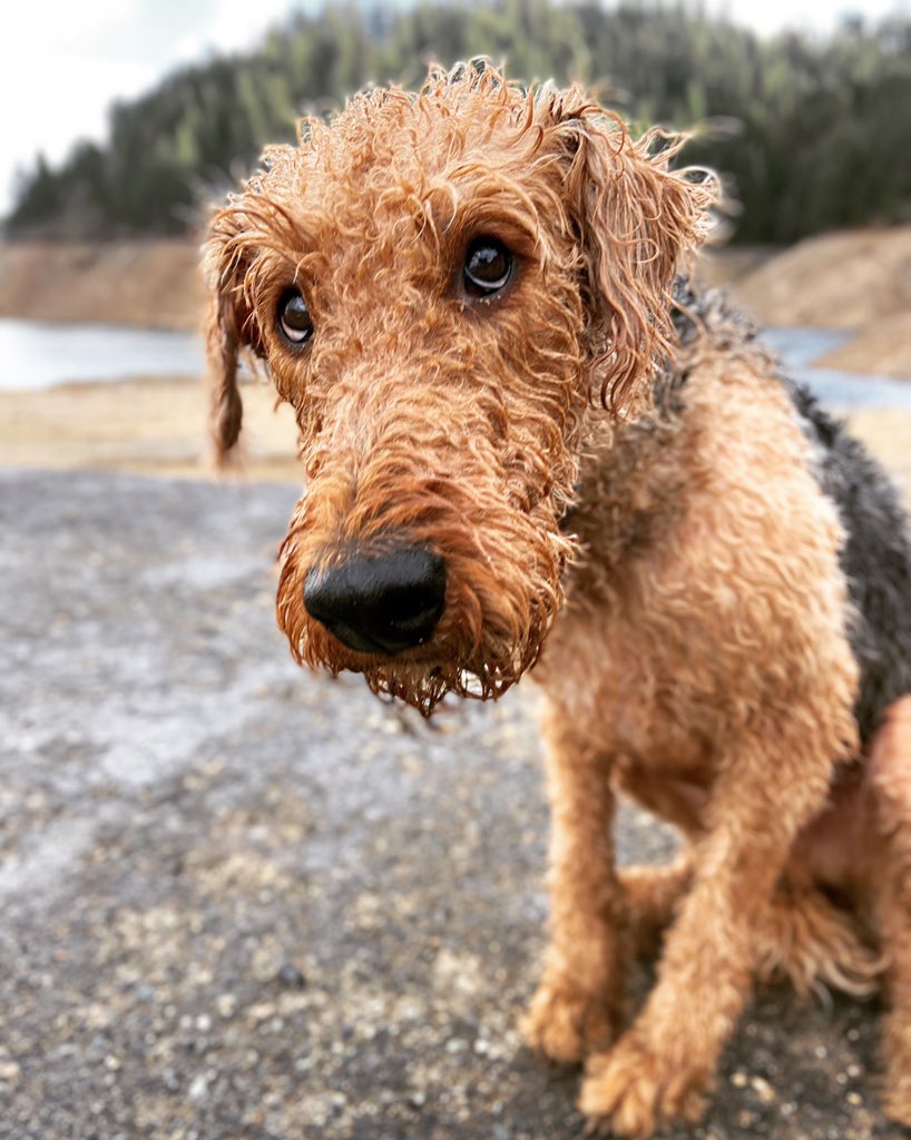 radikyle15's tweet photo. Hey dad, will you quit taking pictures and throw the dang stick? https://t.co/jX9C31S9X5
