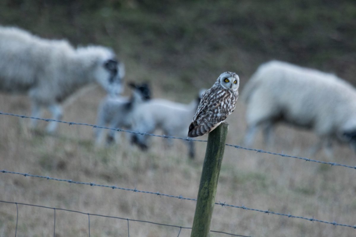 Wildlifehappens tweet media