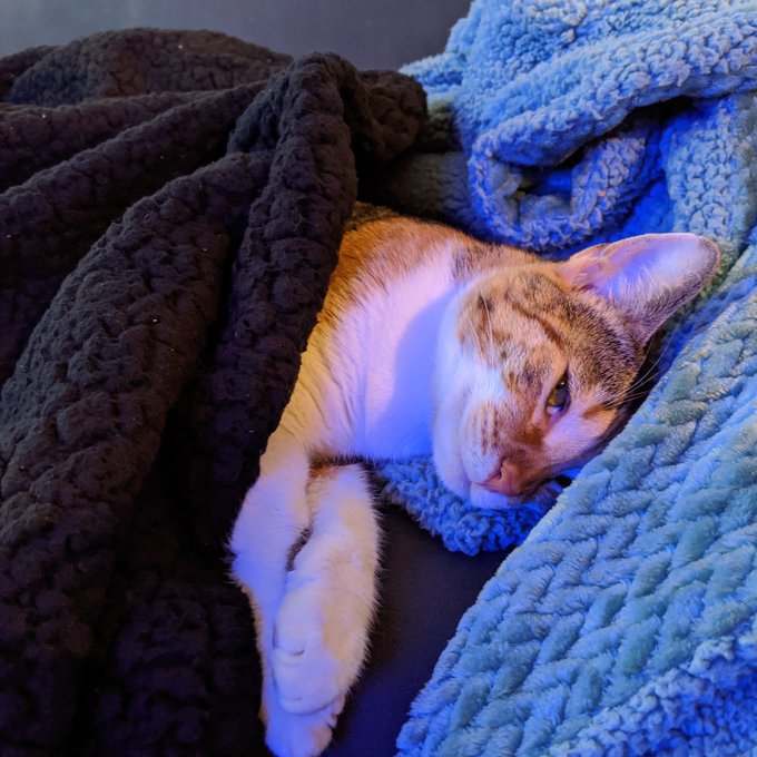 My cats are as spoiled as I am 💕💕 https://t.co/y6AaCXVRAo<a href="/tag/mvsales"class="tags"><span>#mvsales</span></a><a href="/tag/mvcrush"class="tags"><span>#mvcrush</span></a>