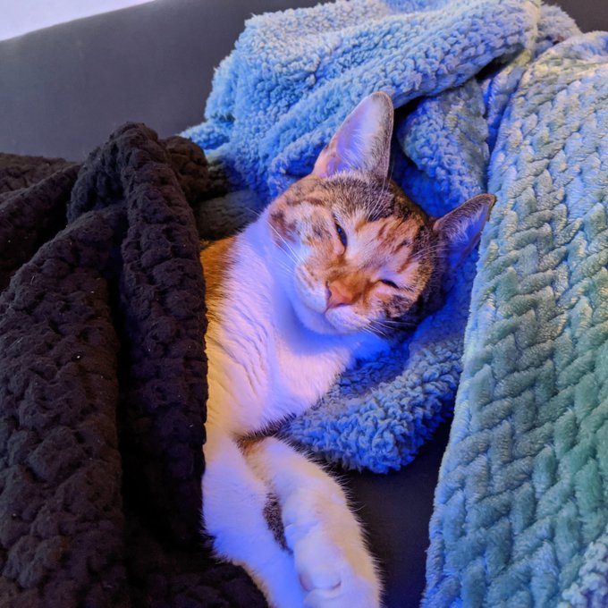 My cats are as spoiled as I am 💕💕 https://t.co/y6AaCXVRAo<a href="/tag/mvsales"class="tags"><span>#mvsales</span></a><a href="/tag/mvcrush"class="tags"><span>#mvcrush</span></a>