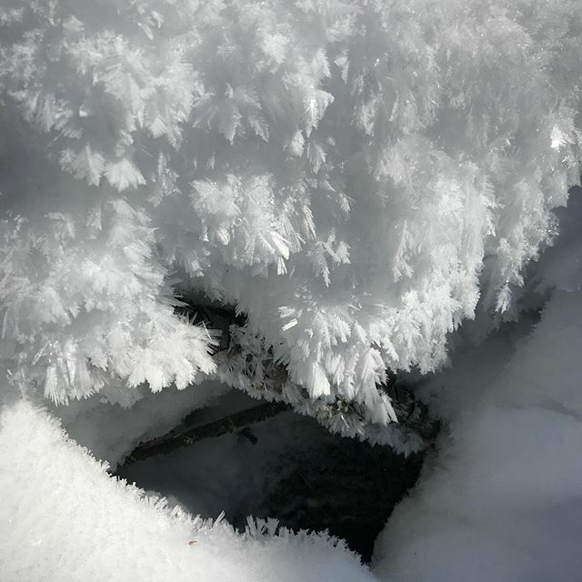 FindYourWild1's tweet photo. Magic ‘round the marten hole. #frost #algonquinpark #friendsofalgonquin #muskokatourism #explorersedge #ontariotravel. https://t.co/26nNfX4jUO