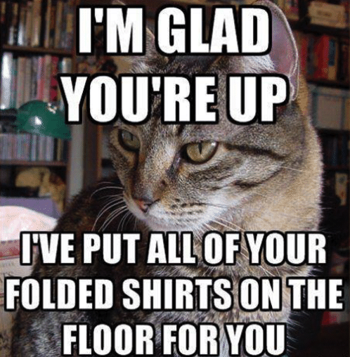 ellelljaytoo's tweet photo. #RevengeIsSweeterWhen there's a cat involved. 😼 https://t.co/HRJBWJusOo