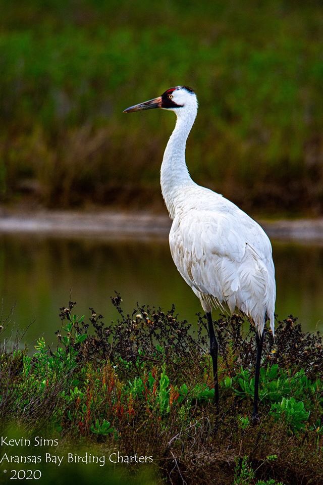 Whooper_Guide's tweet image. Whooping Crane Portrait. Taken during one of our Whooping Crane Photography Charters. texasbirdingphotos.net @savingcranes @FOTWW @PortAransasTex @USFWSSouthwest #photography #birdphotography #whoopingcrane #ecoturism
