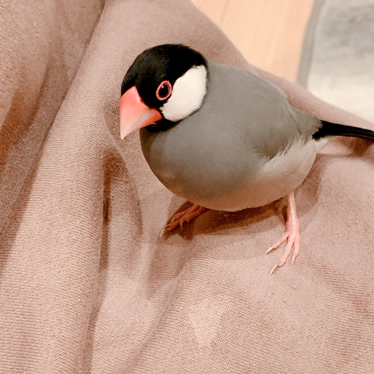 Tanko いよいよ今日から子供達しばらくの間学校お休みです 自宅待機でお友達と遊ぶのもダメ 学校も塾もお休み 毎日何しましょう ゲームばかりにならない様に子供達が楽しい時間過ごせるように何か考えなきゃ