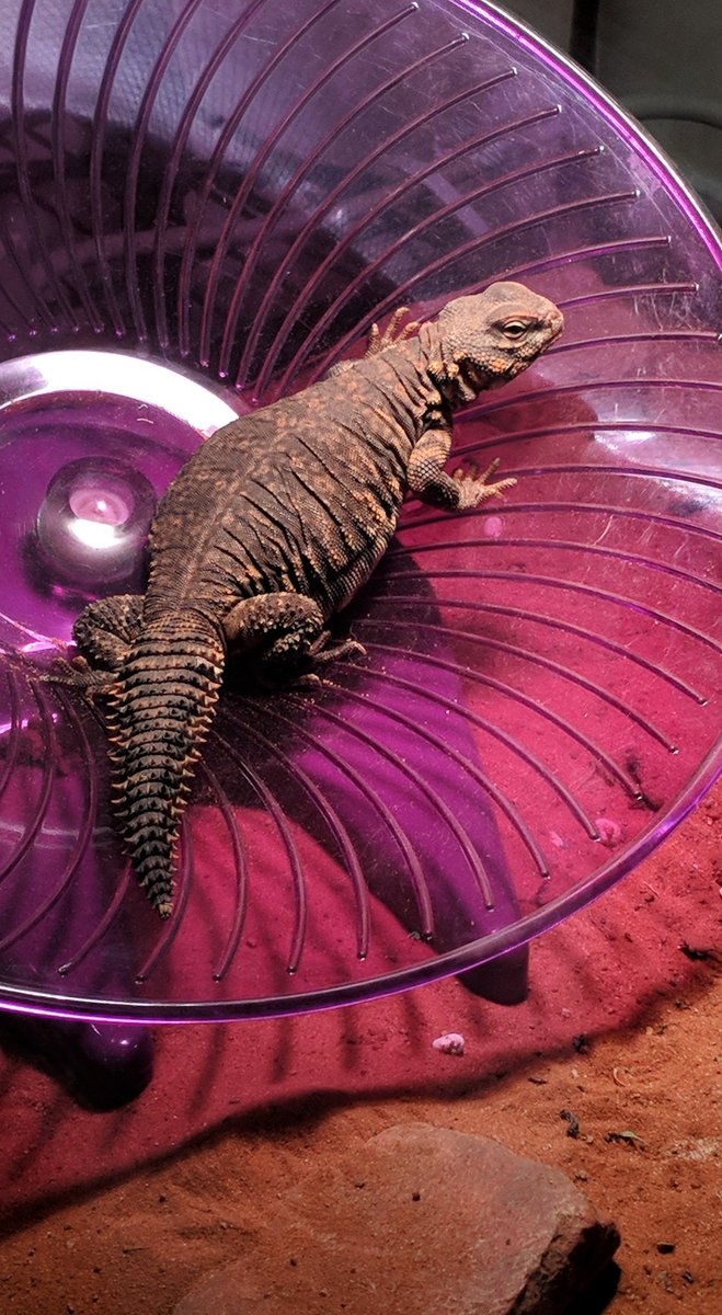 Smough_Ornstein's tweet photo. THREAD: Hello, and welcome to our twitter page! We're a large family of different lizards named after Dark Souls/Bloodborne characters. Our names and faces are:

Smough - Bearded Dragon
Ornstein - Beardie
Smelter - Uromastyx
Hodrick - Leopard Gecko https://t.co/pUoSyKGfaw