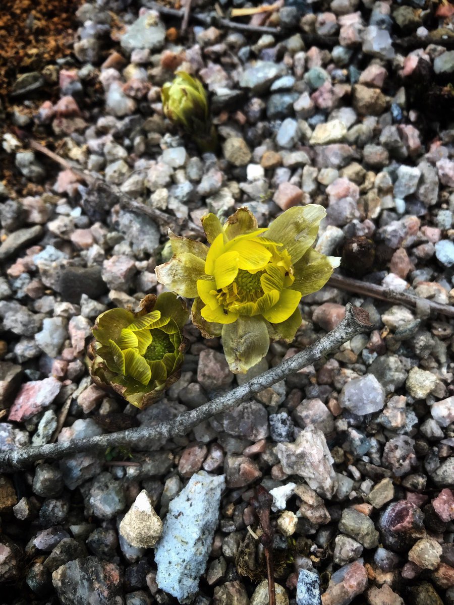 ハサドシュウヘイ コロナウイルスが拡散する中で 静かな野山では 春一番の花 福寿草が咲いて 春の到来の知らせを見た また 春に立ち会える喜び イベントも インバウンドもない 静かな春は最も素朴で 美しい春かも知れない ハサドシュウヘイ コロナウイルスが拡散する中で 静かな野山では 春一番の花 福寿草が咲いて 春の到来の知らせを見た また 春に立ち会える喜び イベントも インバウンドもない 静かな春は最も素朴で 美しい春かも知れない