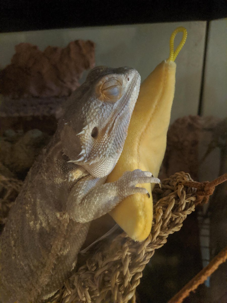 Smough_Ornstein's tweet photo. THREAD: Hello, and welcome to our twitter page! We're a large family of different lizards named after Dark Souls/Bloodborne characters. Our names and faces are:

Smough - Bearded Dragon
Ornstein - Beardie
Smelter - Uromastyx
Hodrick - Leopard Gecko https://t.co/pUoSyKGfaw