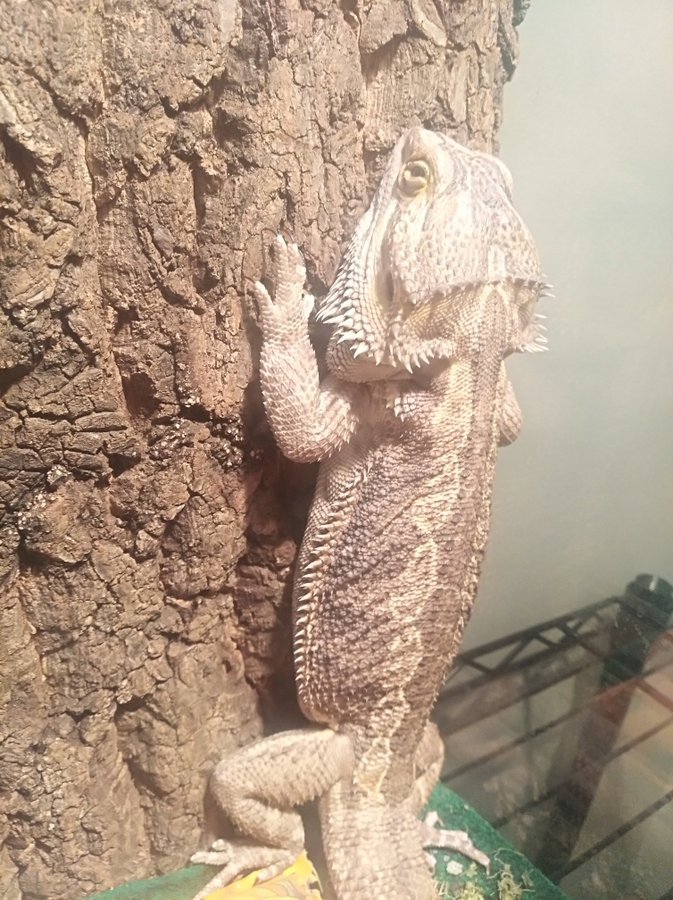 Smough_Ornstein's tweet photo. THREAD: Hello, and welcome to our twitter page! We're a large family of different lizards named after Dark Souls/Bloodborne characters. Our names and faces are:

Smough - Bearded Dragon
Ornstein - Beardie
Smelter - Uromastyx
Hodrick - Leopard Gecko https://t.co/pUoSyKGfaw