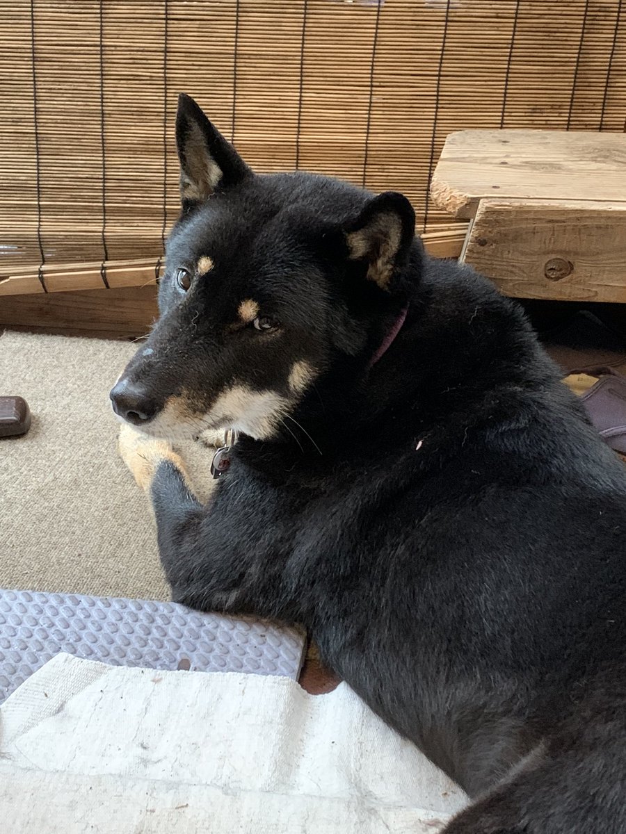 天弓号 イケメンすぎる四国犬 雨で憂鬱だワン 四国犬 天弓号 イケメンすぎる四国犬 雨で憂鬱だワン 四国犬