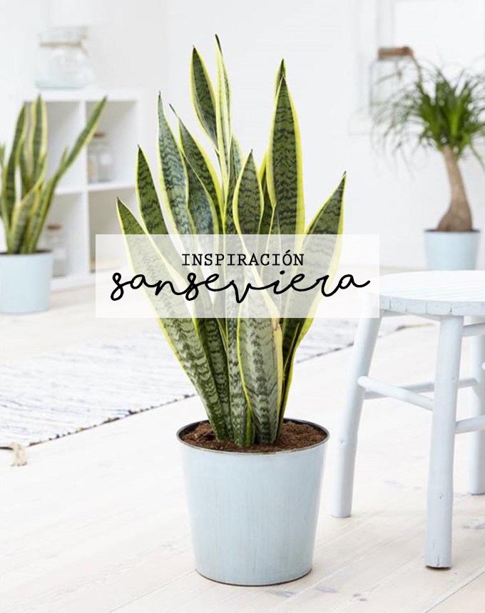 Sanseviera, planta bonita y resistente bonitismos.com/2020/03/sansev…