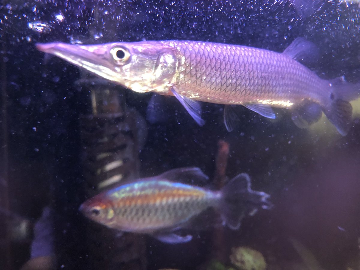 白湯豆腐 בטוויטר ほんとブラントノーズガーは良い魚 大きくなり過ぎないけどボリュームがある良い 大きさ ギラつきが地味過ぎない渋い色合いにシャープな見た目がカッコいい